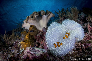 Reefscape from Maluku, Indonesia by Henrik Gram Rasmussen 
